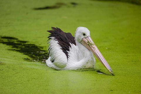 An Australian pelican (Pelecanus conspicillatus) swims in a duckweed-covered pond