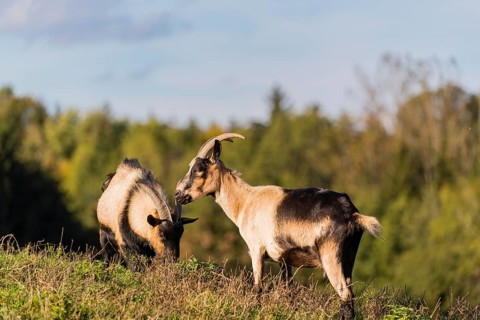 Two female peacock goats (Capra aegagrus f. hircus) stand on a meadow. A forest is in the distant