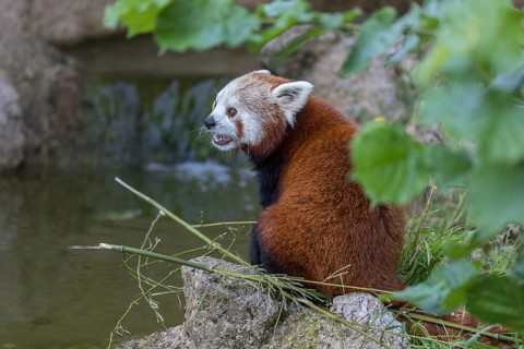 One red panda, Ailurus fulgens, sitting riverside on a rock, framed by green leafs. Some bamboo