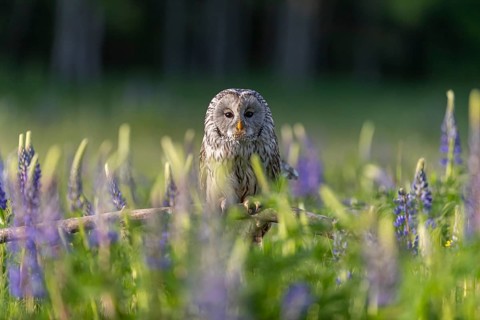 One Ural owl (Strix uralensis) sitting on a branch lying in a field of flowering lupines in late