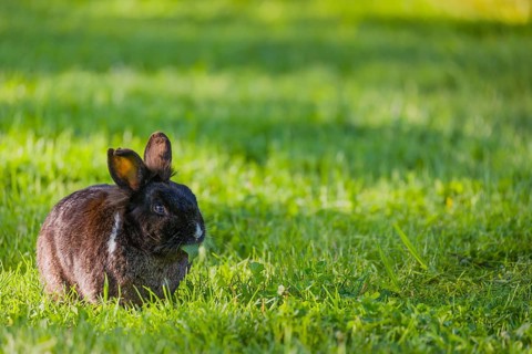 One feral domestic rabbit (Oryctolagus cuniculus domesticus) sits on a meadow and eats grass