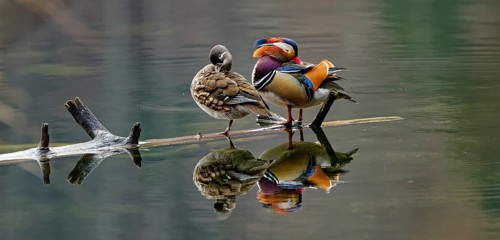 Mandarin ducks (Aix galericulata), male and female, standing on tree trunk, reflection, Hechtsee,
