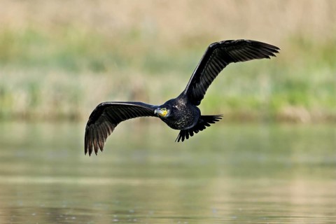 Cormorant (Phalacrocorax carbo), in flight, shallow lake, nature reserve, Reuss valley, Canton