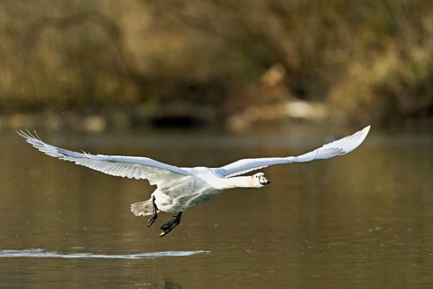 Mute swan (Cygnus olor), taking off from the water, Flachsee, nature reserve, Reusstal, Canton