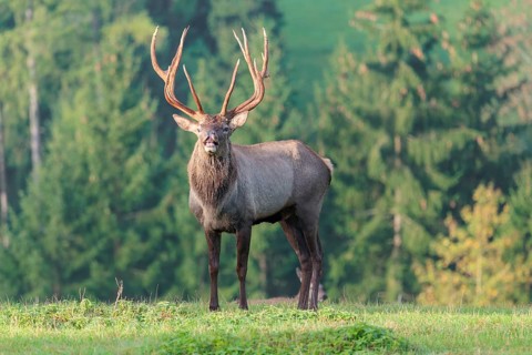 An Altai maral stag (Altai wapiti or Altai moose) (Cervus canadensis sibiricus) stands flehming on