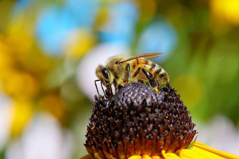 European honey bee (Apis mellifera), collecting nectar from a yellow coneflower (Echinacea