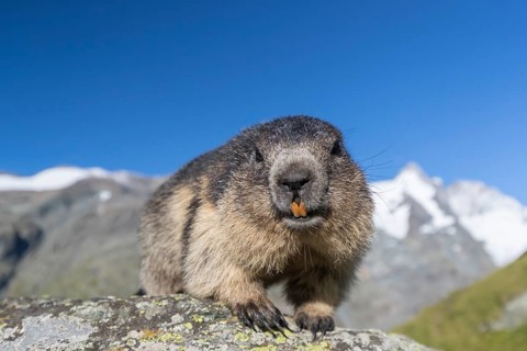 One adult Alpine Marmot, Marmota marmota, standing on a rock. Grossglockner Mountain in the distant