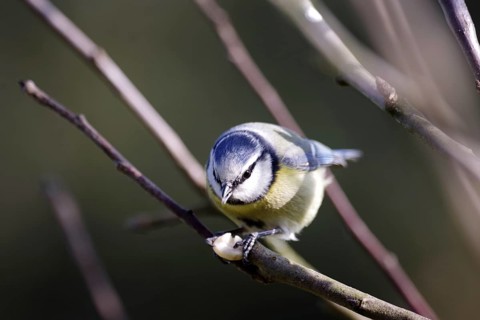 Blue tit (Cyanistes caeruleus), close-up, songbird, bird feeder, winter, A blue tit sits on a