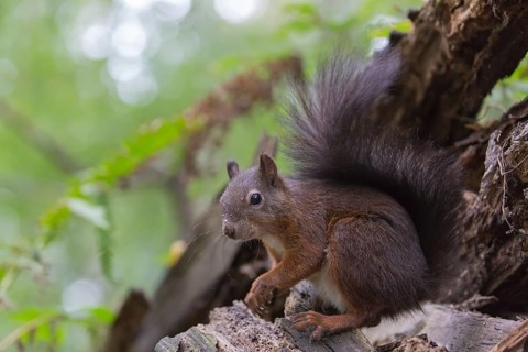 One Red squirrel or Eurasian red squirrel (Sciurus vulgaris) feeding on peanut. Trees in the