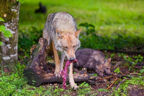 A female Eurasian Grey Wolf (Canis lupus lupus) feeds her pups with meat that he chokes out