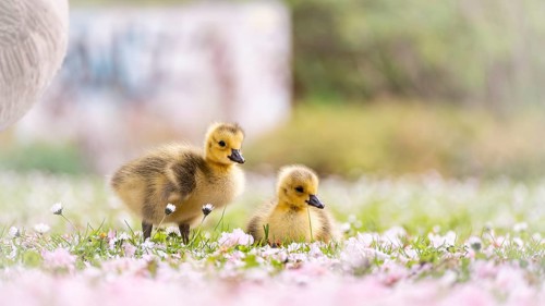 Canada goose chicks (Branta canadensis) two in the grass, one standing, the other sitting,