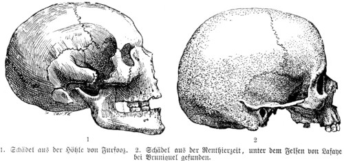 Side view of various skulls from different excavations, cave of Furfooz in Belgium, rocks near