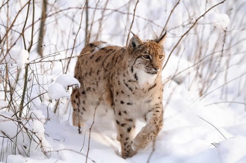 A lynx moves through the snowy forest, the surroundings appear calm and wild, Carpathian lynx (Lynx