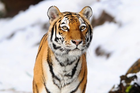A tiger walks through the snow, its gaze intense and attentive. Winter atmosphere, Siberian tiger