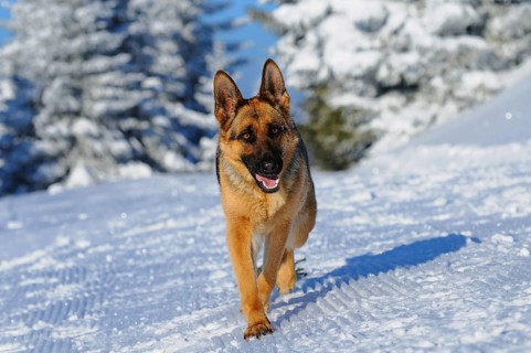 A shepherd dog runs through the snowy forest, under blue sky and sunshine, German Shepherd Dog,