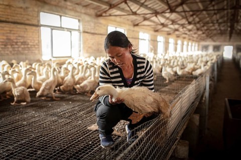 Labourer Ma Jian Hui, the workers live in the respective buildings where the ducks are kept, a