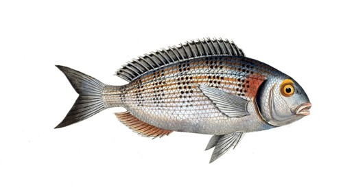 Fish, Fish, Sea bream family, Sparus aurata, Gilt-head, Historical, digitally restored reproduction
