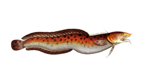 Fish, Fish, Family of cod, Gadus tricirratus, the Sea-Loche, Historical, digitally restored