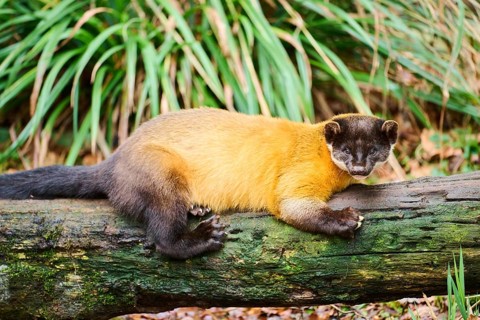 Yellow-throated marten (Martes flavigula) on an old tree trunk, Germany, Europe