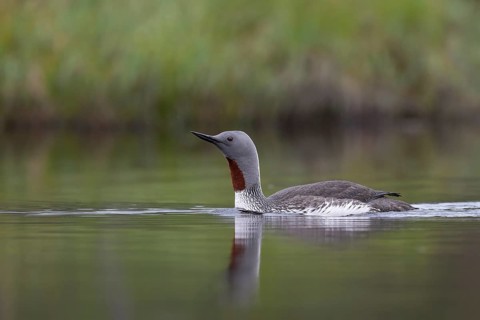 Red-throated diver (Gavia stellata), Sweden, Europe