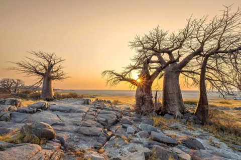 African baobab (Adansonia digitata), several trees at sunrise, sun star, Kubu Island (Lekubu), Sowa