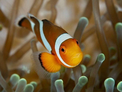 A single Ocellaris Clownfish (Amphiprion ocellaris), Nemo, swimming close to the camera, its