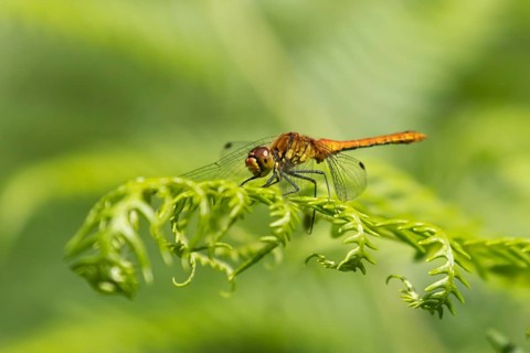 Common darter dragonfly (Sympetrum striolatum) adult female insect on a Bracken plant leaf in the