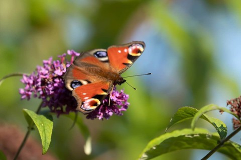 Peacock butterfly (Aglais io) adult insect feeding on garden Buddleja flowers in summer, England,