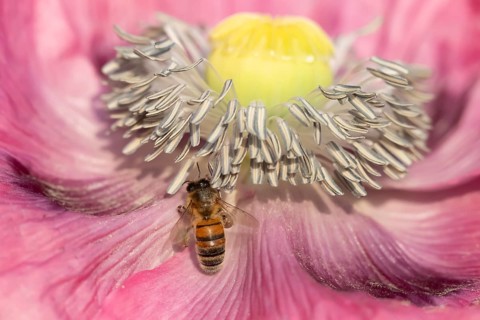 Honey bee (Apis mellifera) adult insect feeding on a poppy flower in an urban garden in summer,