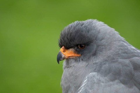 Pale chanting goshawk (Melierax canorus) adult bird of prey head portrait, England, United Kingdom