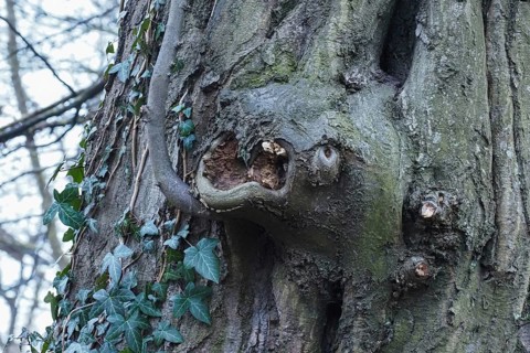 Detail of an old tree trunk with ivy and clear bark structure, animal head-like growth, Hesse,