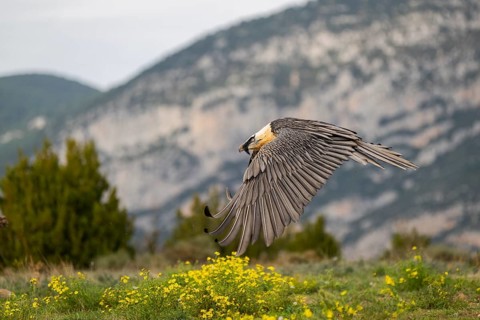 Bearded Vulture (Gypaetus barbatus) adult bird in flight with mountains in the backround, Pyrenees,