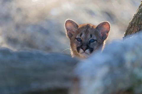 One cougar kitten, Puma concolor, frontal portrait backlit on frozen forest ground