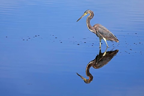 Tricoloured Heron (Egretta tricolor), adult, in the water, foraging, Merritt Island, Black Point