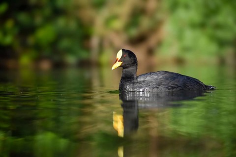 Yellow-billed coot (Fulica armillata) swimming in a park in Buenos Aires, Argentina, South America