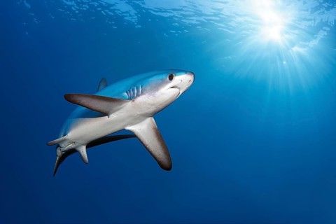 Common thresher, shark, (Alopias vulpinus), fish, from below, swims in the open sea in the
