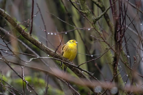 Yellowhammer (Emberiza citrinella) on a branch, Bavaria, Germany, Europe