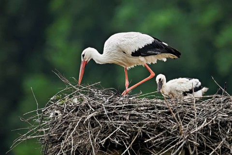 White stork (Ciconia ciconia), adult with chicks standing on eyrie, Canton Aargau, Switzerland,