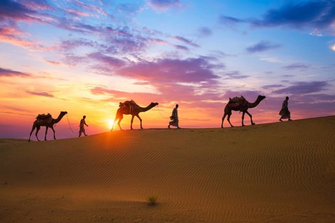 Indian cameleers camel drivers bedouin with camel silhouettes in sand dunes of Thar desert on