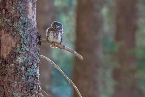 Pygmy Owl (Glaucicium passerinum), sitting on the branch of a tree, Pirchner Ast, Schwaz, Tyrol,
