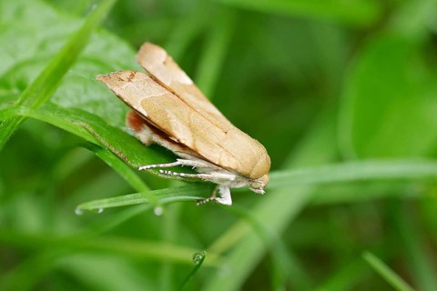 Noctua fimbriata (Noctua fimbriata), butterfly, owl moth, leaf, The Noctua fimbriata sits on a