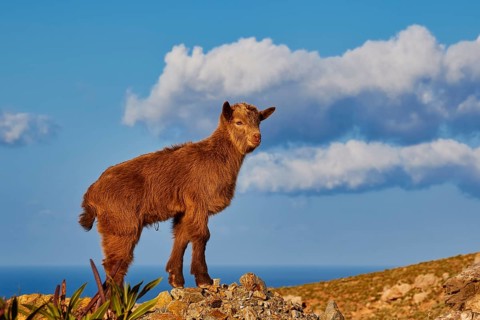 A goatling posing on a rock under a bright blue sky with clouds, sheep (e) or goat (n), ovis,