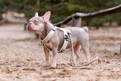 New Shade Isabella orange Tan colored French Bulldog with Y-shaped dog harness and leash standing
