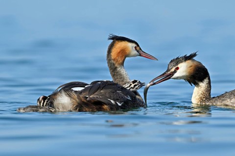 Great Crested Grebe (Podiceps Scalloped ribbonfish), pair feeding a chick with fish, swimming in