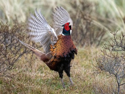 Pheasant (Phasianus colchicus) adult male or cock, flapping its wings in courtship display, island