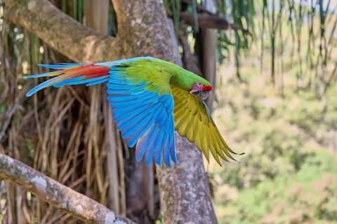 Great green macaw in flight (Ara ambiguus) Costa Rica