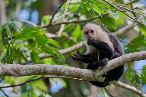 White-shouldered capuchin monkey (Cebus capucinus) Costa Rica