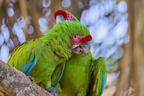 Great green macaw (Ara ambiguus) Costa Rica