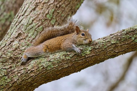 American grey squirrel (Sciurus carolinensis), lying relaxed on a tree branch covered with moss,