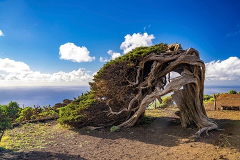 Sabina juniper tree shaped by the wind near El Sabinar, El Hierro, Canary Islands, Spain, Europe